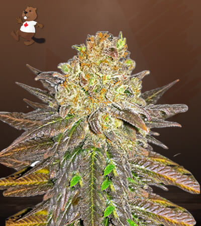 Oregon Peach-image