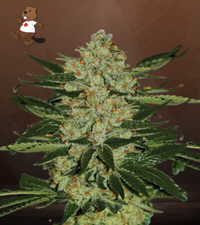 Oregon Underdawg-image