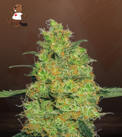 Pineapple Autoflower-image