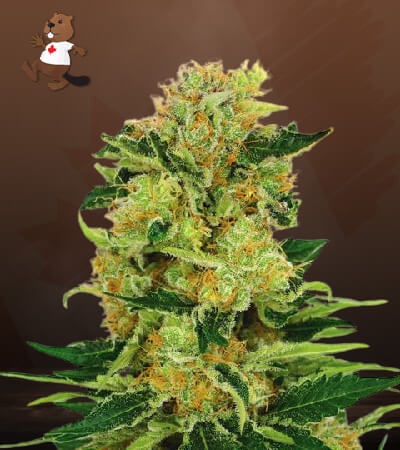 Pineapple Haze-image