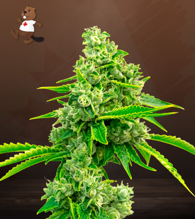 Pure Haze-image