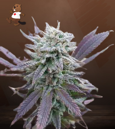 Purple Haze Autoflower-image