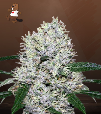 Purple Kush Autoflower-image