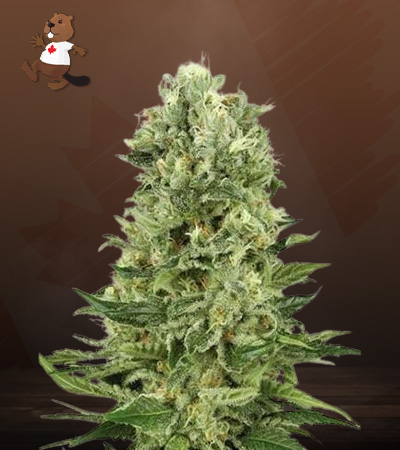 Skunk#1 Autoflower-image