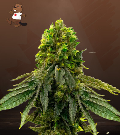 Snow Ripper-image