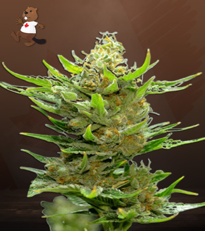 Snow Ripper Regular-image
