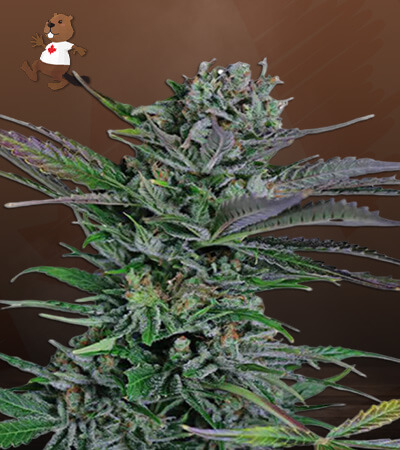 Somango-image