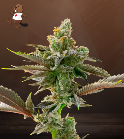 Somango Regular-image
