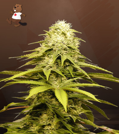is sour diesel a kush strain