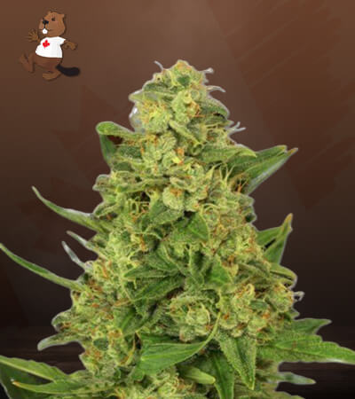 Sour Lemon-image