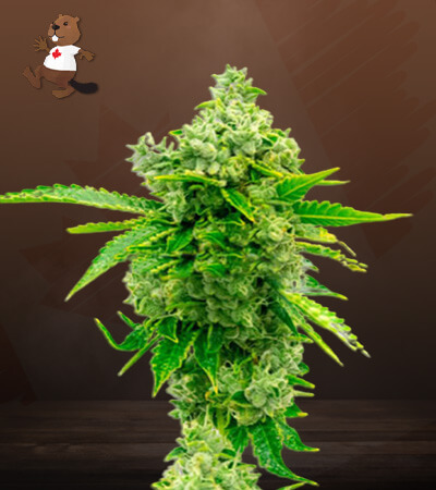 Sour Skies-image