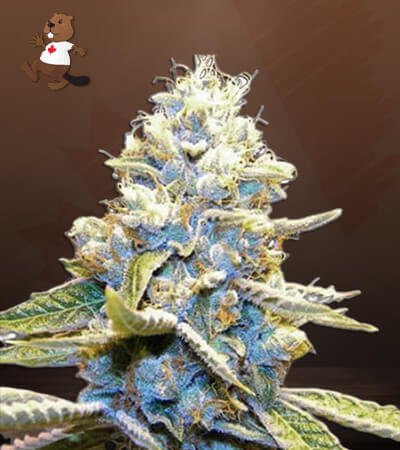 Star Killer-image
