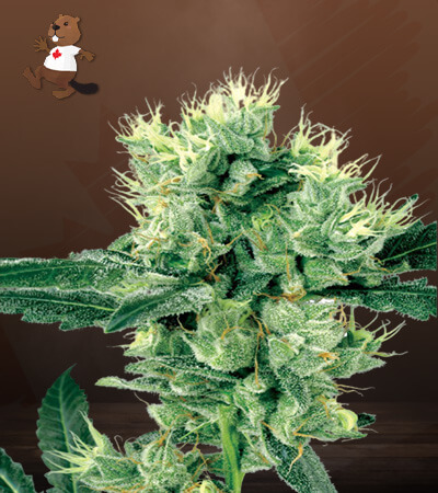 Stardawg-image