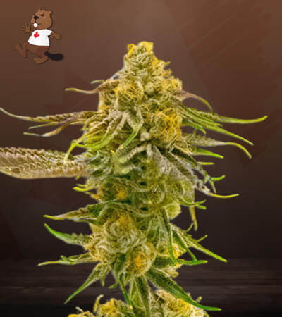 Strawberry Banana Cheese-image