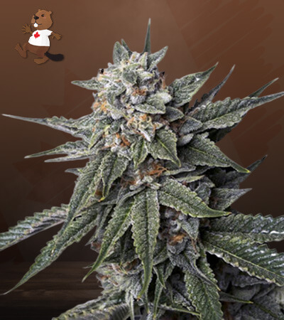 Strawberry Banana-image