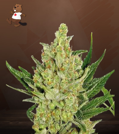 Strawberry Cheese Autoflower-image