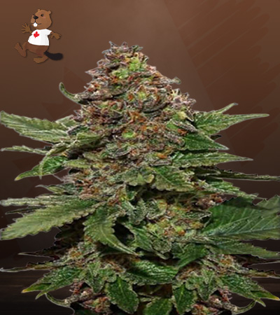 Strawberry Cough-image