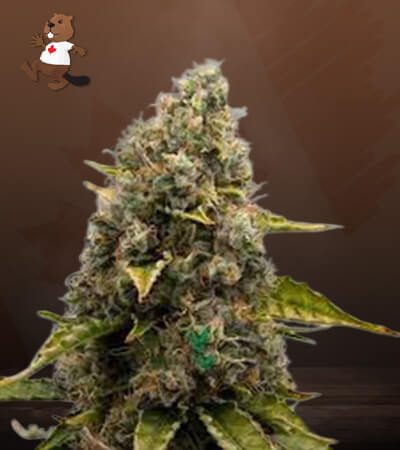 Strawberry Kush-image