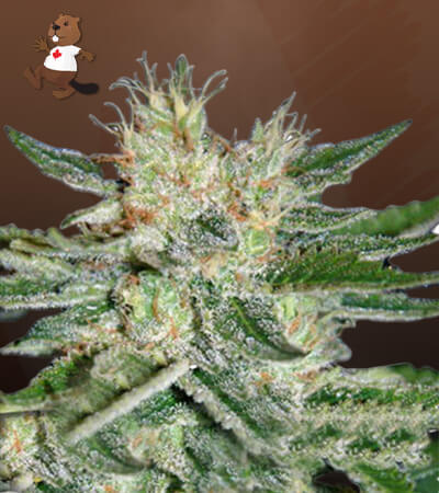 Sugar Black Rose-image
