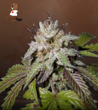 Sunset Sherbet-image