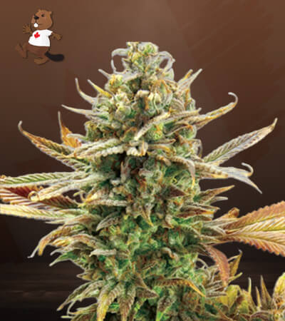 Super Critical-image
