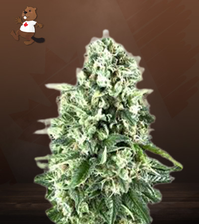 Super Silver Haze Autoflower-image