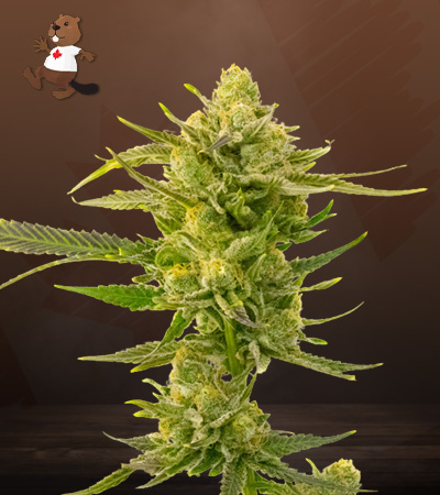 Super Skunk Autoflower-image