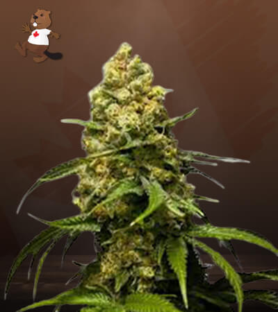 Super Skunk-image
