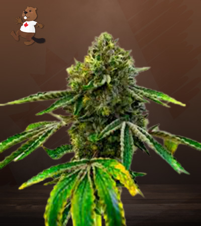 Sweet Tooth Autoflower-image