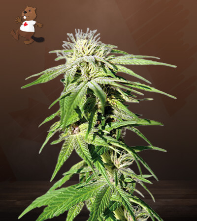 Sweet Tooth-image