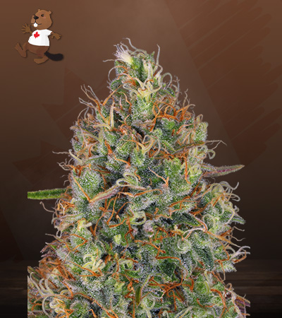 Sweet Tooth Regular-image
