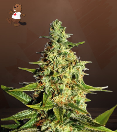 Tahoe Kush-image