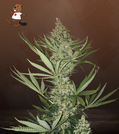 Tangerine Autoflower-image
