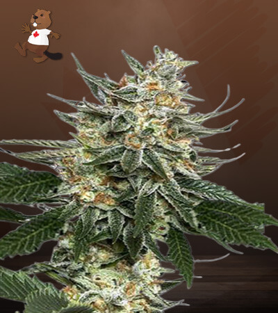 Tangie-image