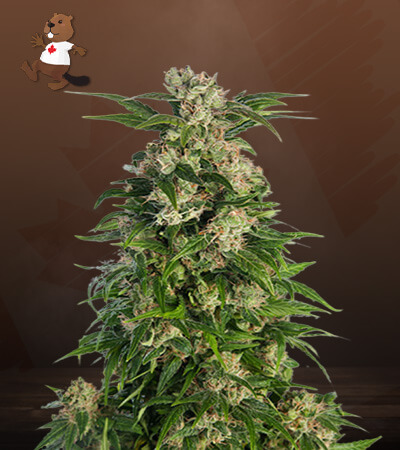 Trainwreck-image