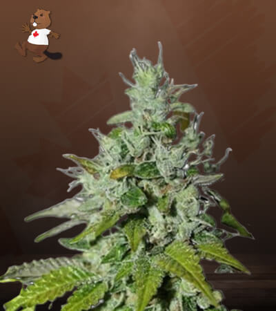 Triangle Kush-image