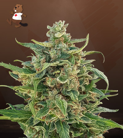 Triple XL Autoflower-image