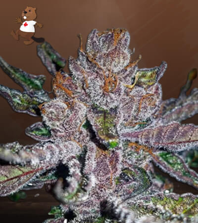 Tropicana Cookies Purple-image