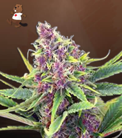 Ultra Violet OG-image