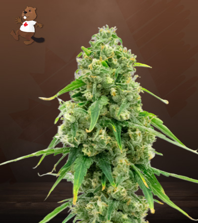 Wedding Cake Autoflower-image