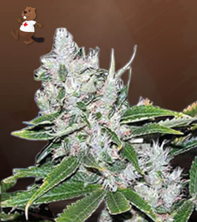 White Amnesia-image