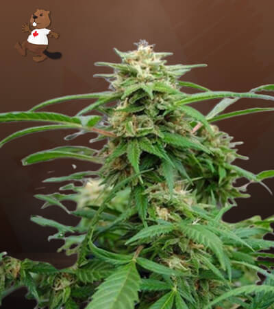 White Rhino-image