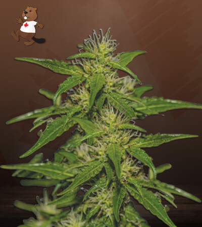 White Russian-image