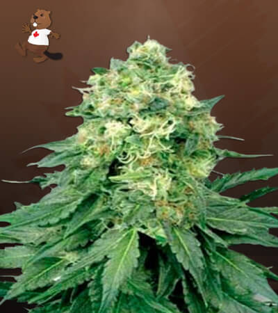 White Widow Regular-image