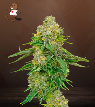 Yumbolt Autoflower-image