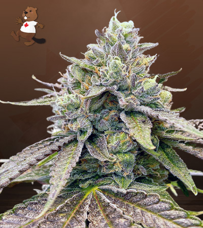 Zkitllez Autoflower-image