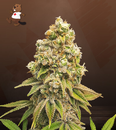 Zkittlez-image