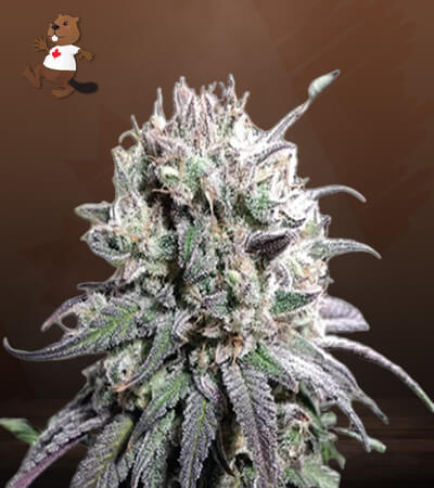 Zombie D.F.-image