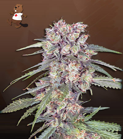 Alaskan Thunder Fuck-image