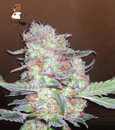 Alien Candy Autoflower-image